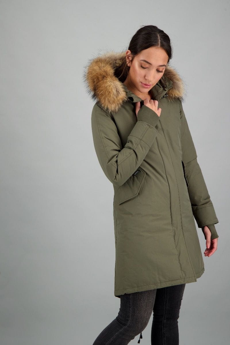 olive night